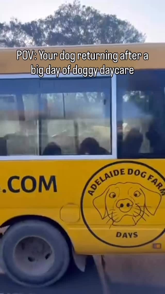 Post 7 by Adelaide dog farm days on Instagram (video)