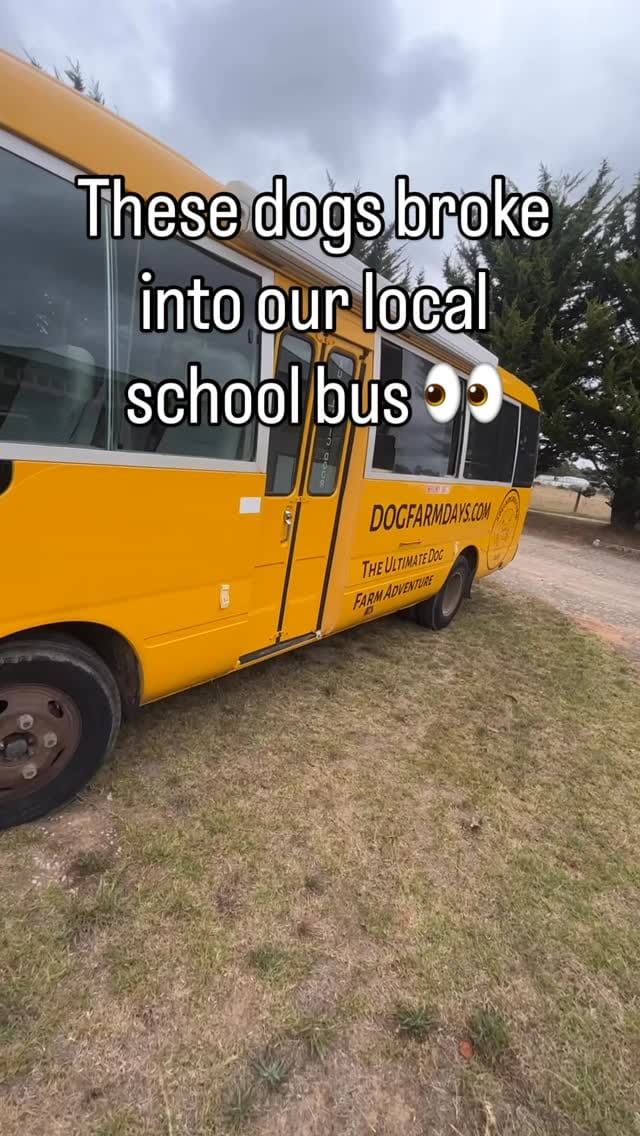 Post 5 by Adelaide dog farm days on Instagram (video)