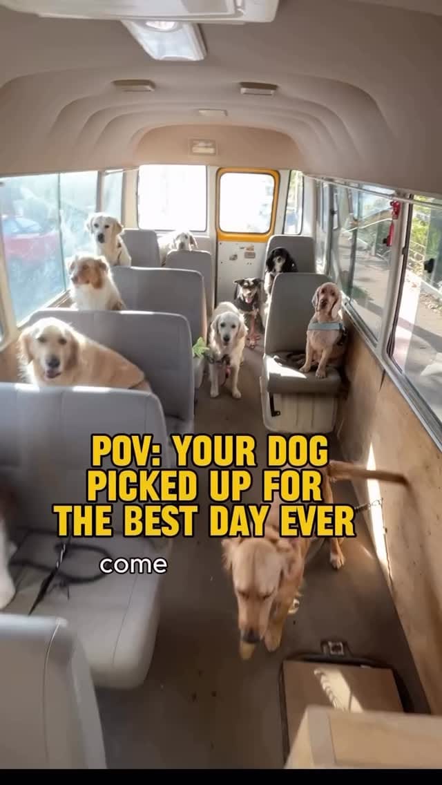 Post 8 by Adelaide dog farm days on Instagram (video)