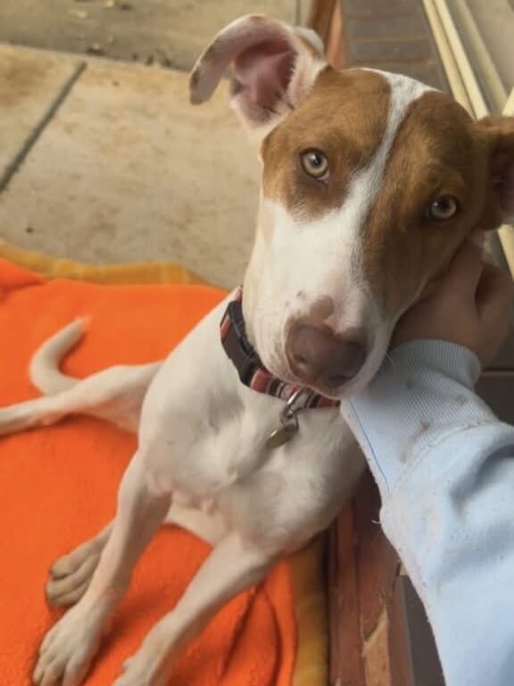 Post 3 by Lort Smith Animal Hospital on Instagram (carousel)