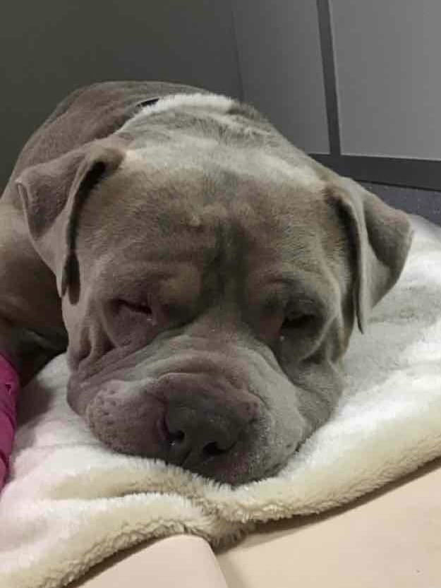 Post 2 by Lort Smith Animal Hospital on Instagram (carousel)