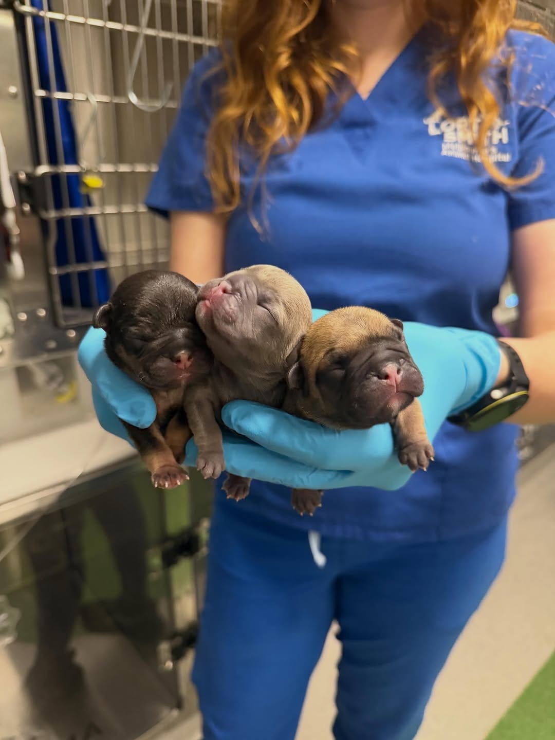 Post 4 by Lort Smith Animal Hospital on Instagram (carousel)