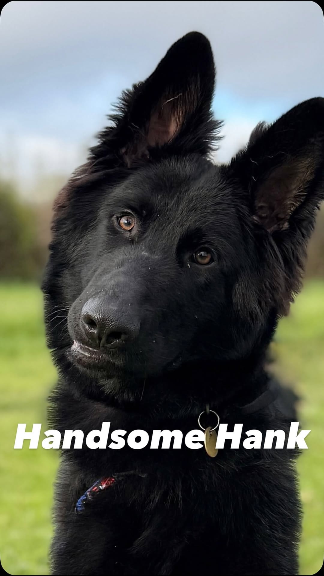 Post 6 by Lort Smith Animal Hospital on Instagram (video)