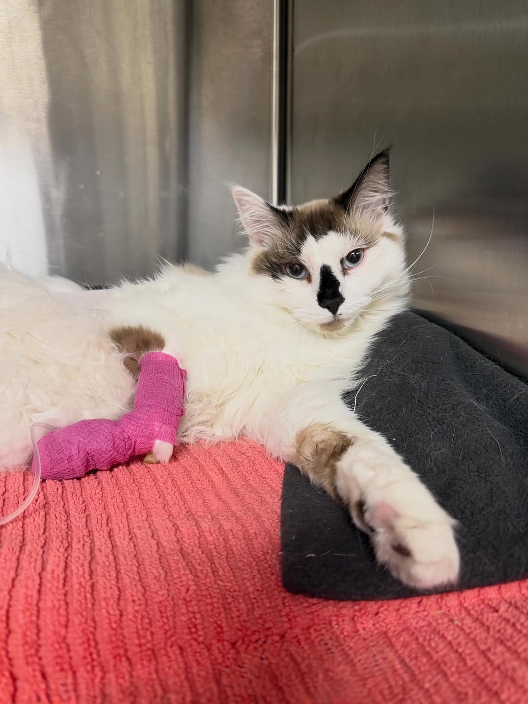 Post 8 by Lort Smith Animal Hospital on Instagram (carousel)