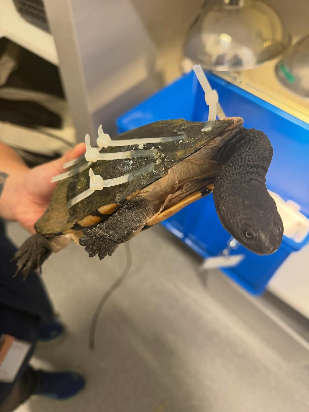 Post 9 by Lort Smith Animal Hospital on Instagram (carousel)
