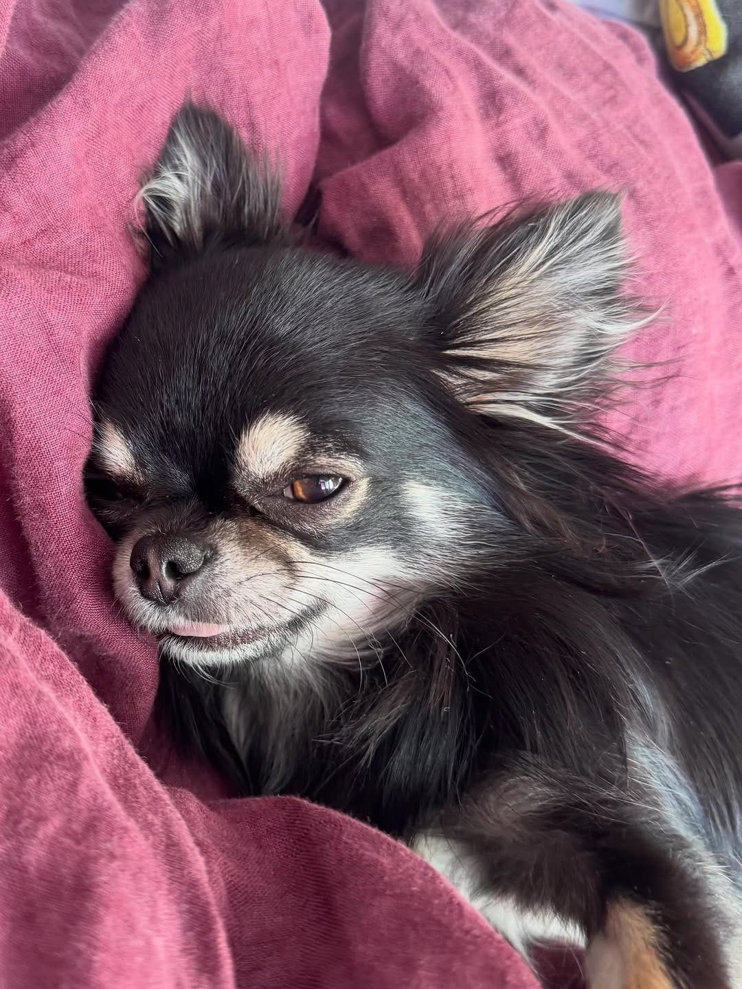 Post 7 by Lort Smith Animal Hospital on Instagram (carousel)