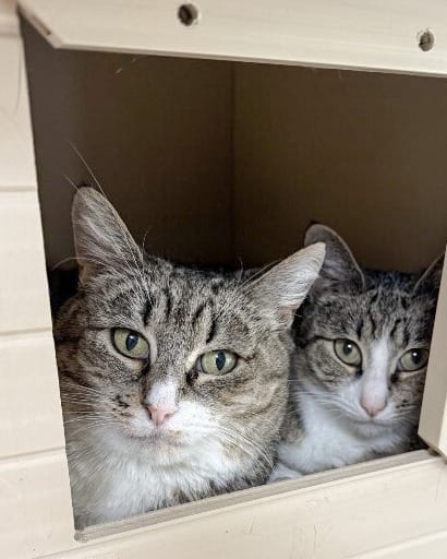 Post 1 by Purrfect Pals Cat Sanctuary on Instagram (carousel)