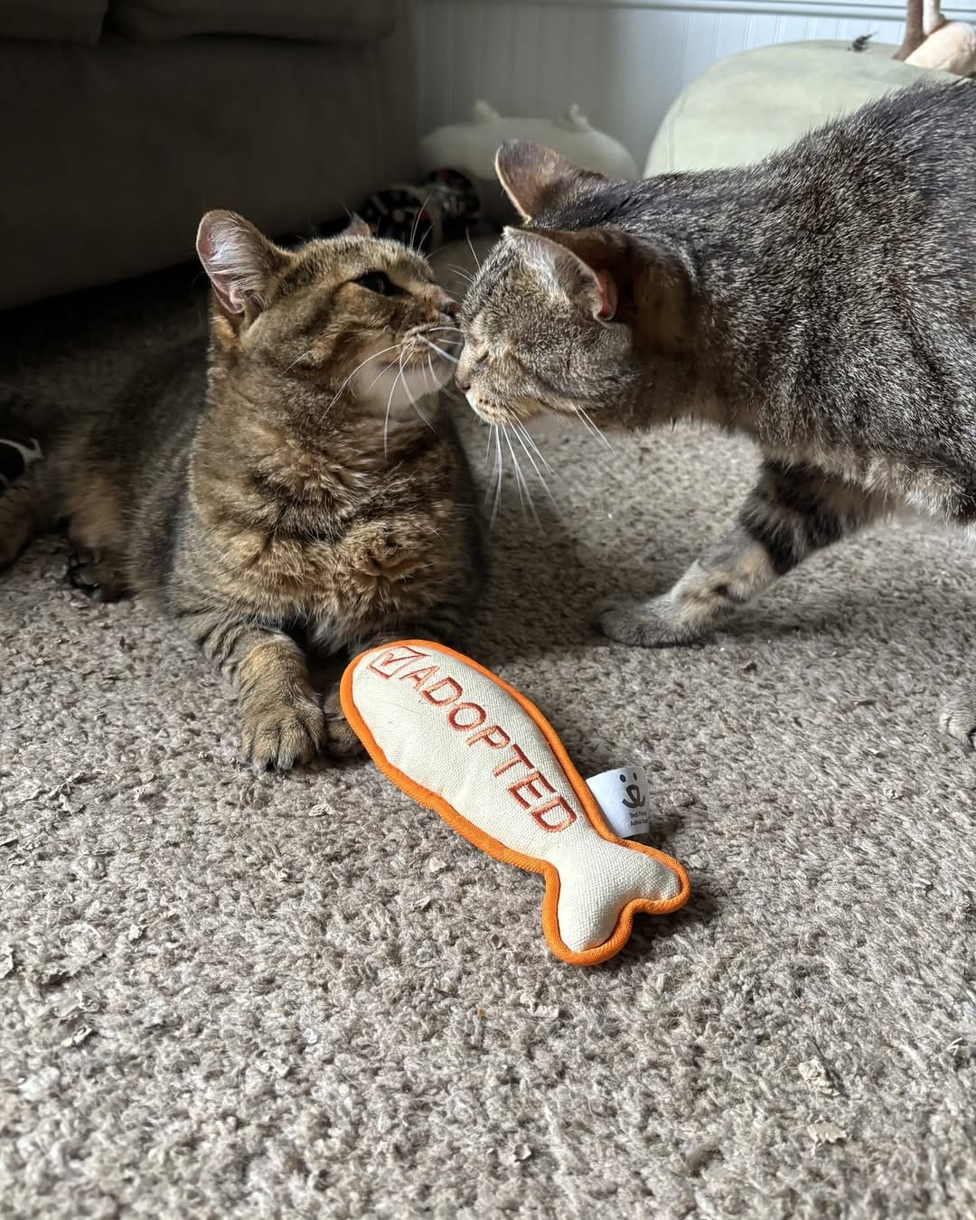 Post 2 by Purrfect Pals Cat Sanctuary on Instagram (image)