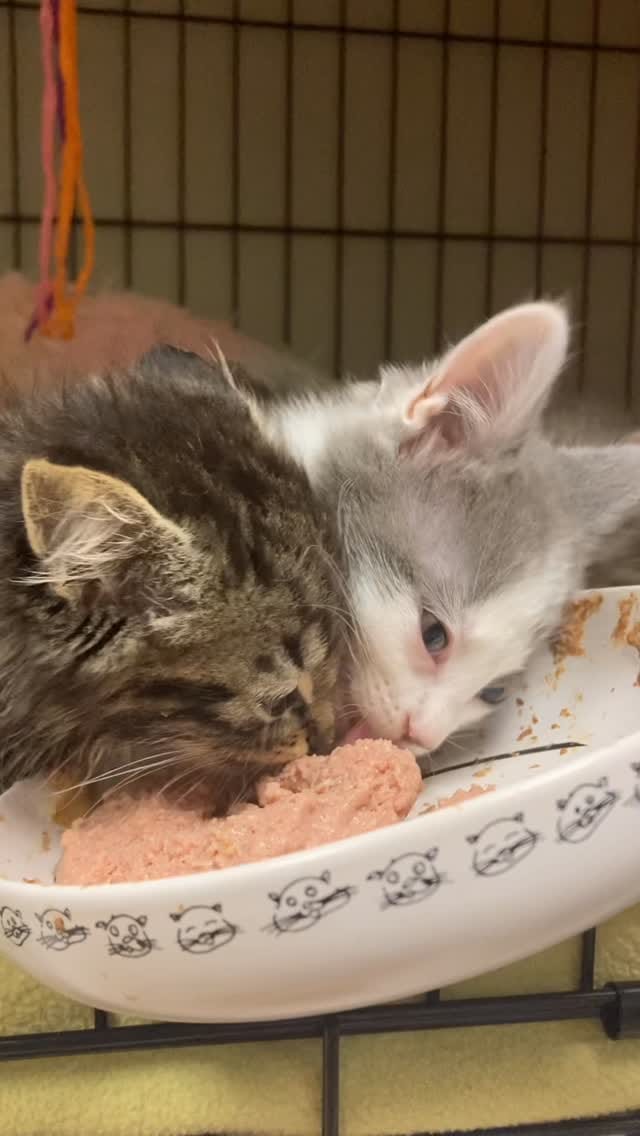 Post 5 by Purrfect Pals Cat Sanctuary on Instagram (video)
