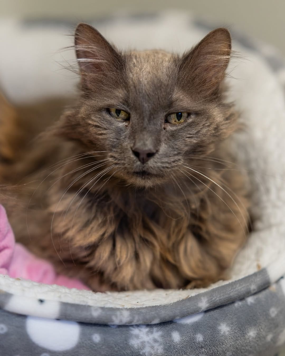 Post 9 by Purrfect Pals Cat Sanctuary on Instagram (carousel)