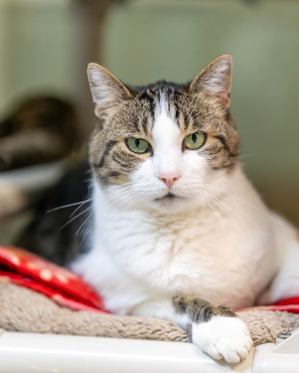Post 8 by Purrfect Pals Cat Sanctuary on Instagram (carousel)