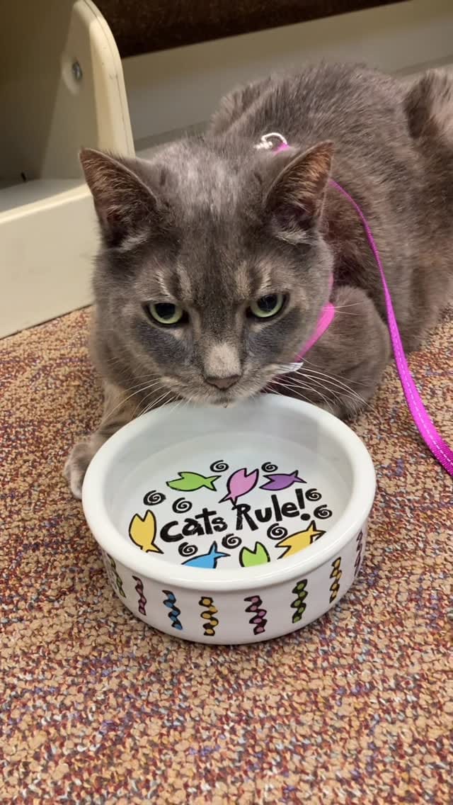 Post 3 by Purrfect Pals Cat Sanctuary on Instagram (video)