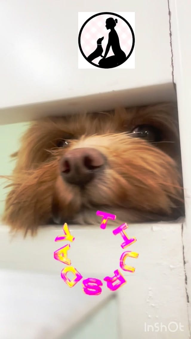 Post 3 by Madame Ma’s Doggie Daycare & Grooming on Instagram (video)