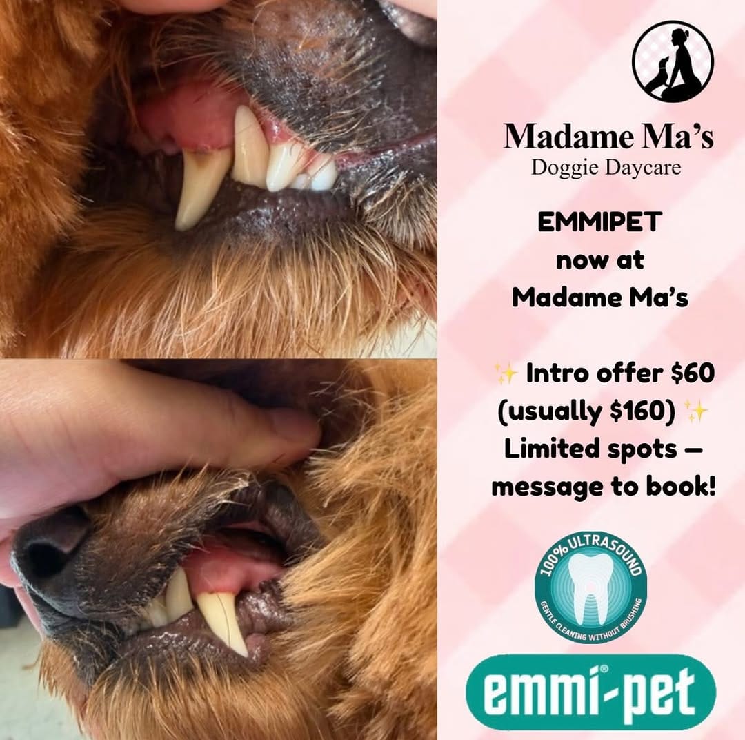 Post 9 by Madame Ma’s Doggie Daycare & Grooming on Instagram (image)