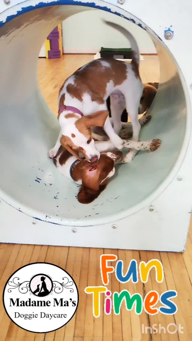 Post 5 by Madame Ma’s Doggie Daycare & Grooming on Instagram (video)