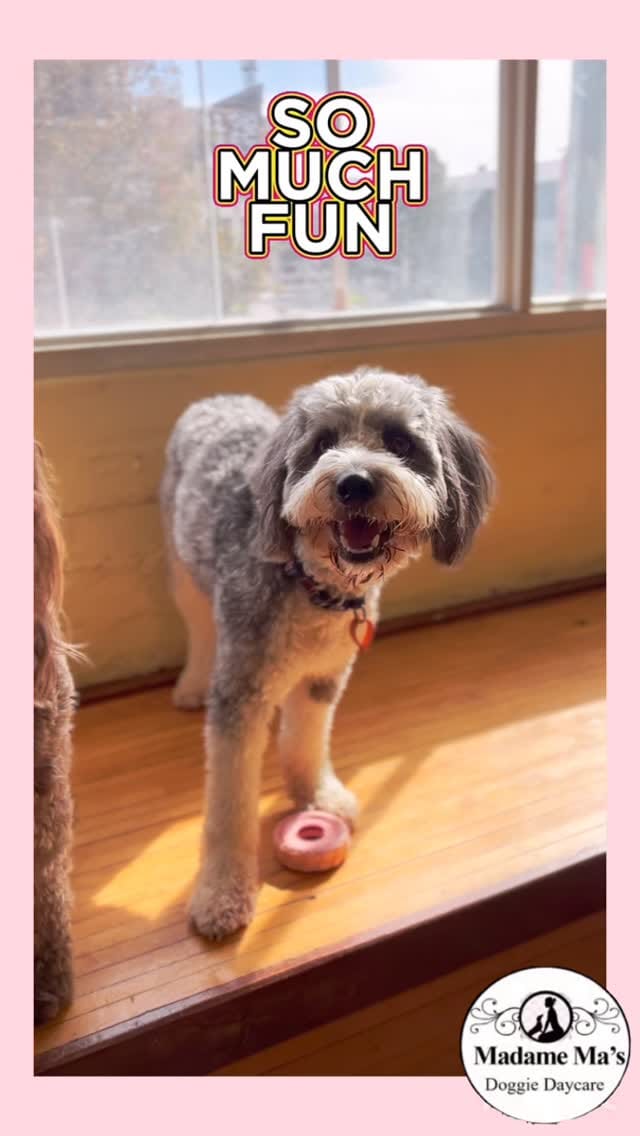 Post 7 by Madame Ma’s Doggie Daycare & Grooming on Instagram (video)