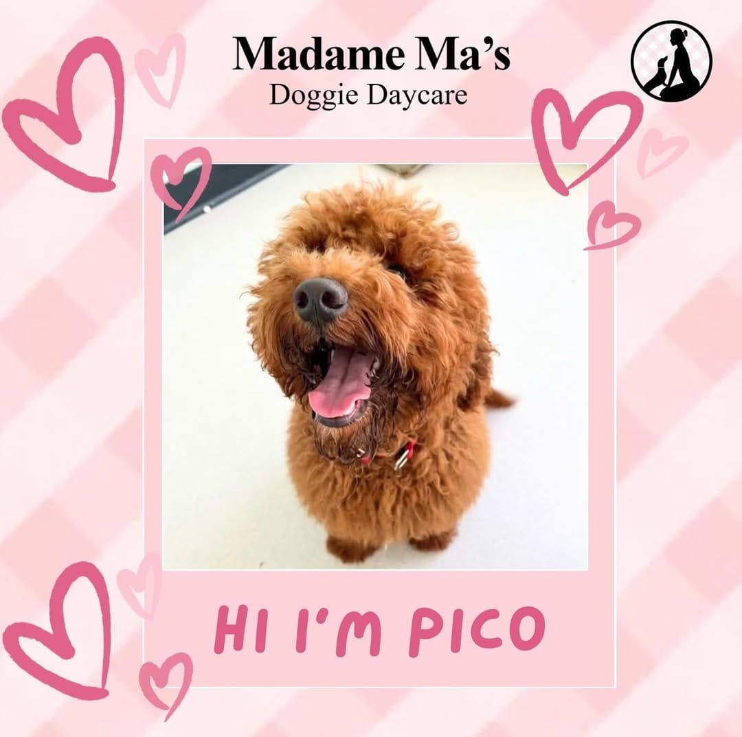 Post 1 by Madame Ma’s Doggie Daycare & Grooming on Instagram (image)