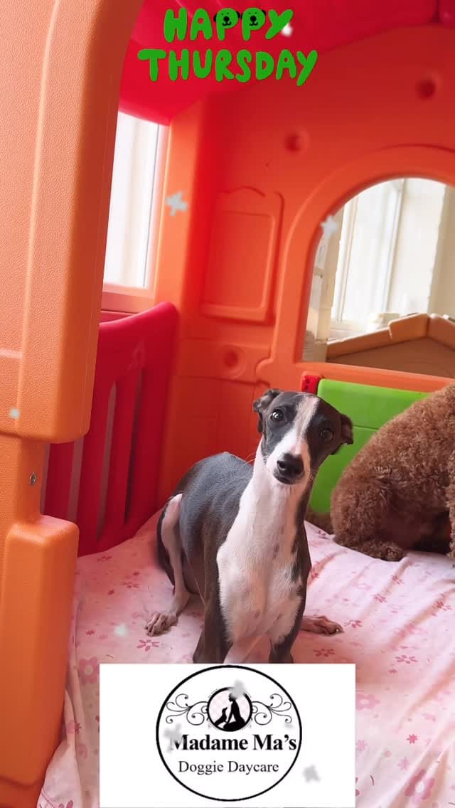 Post 4 by Madame Ma’s Doggie Daycare & Grooming on Instagram (video)