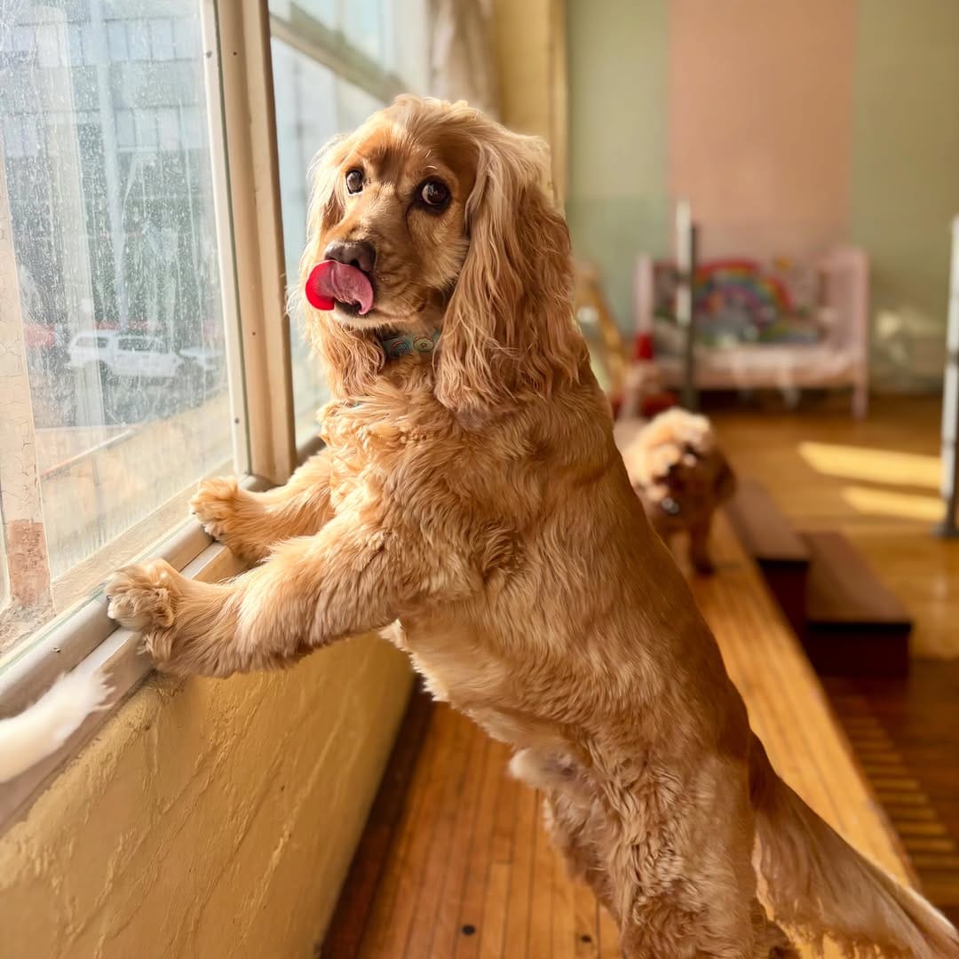 Post 6 by Madame Ma’s Doggie Daycare & Grooming on Instagram (carousel)