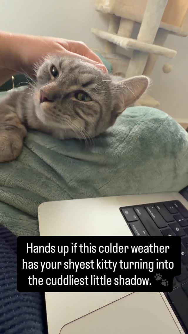 Post 6 by Maggie's Rescue on Instagram (video)