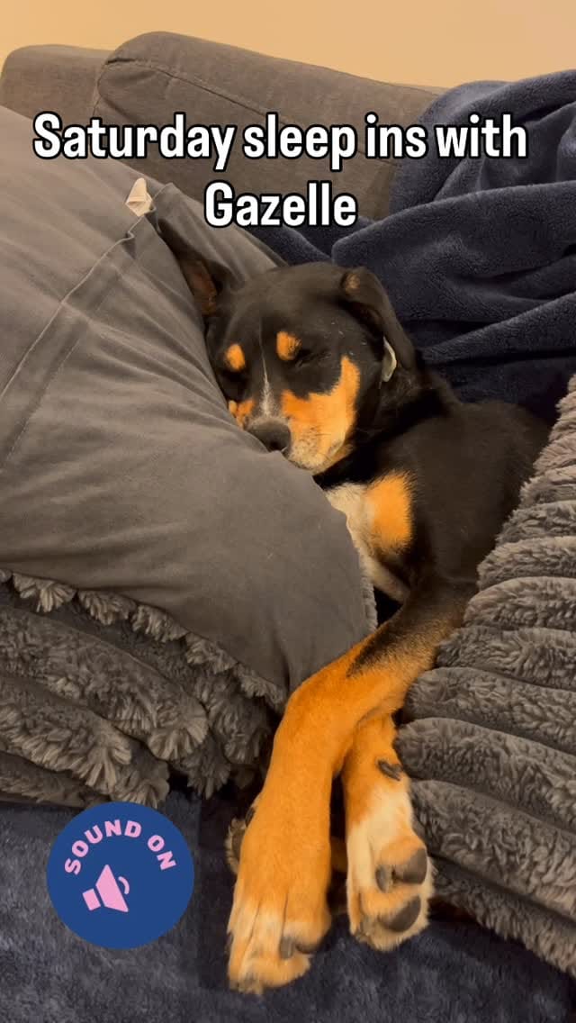 Post 2 by Maggie's Rescue on Instagram (video)