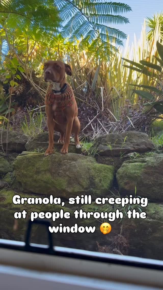 Post 8 by Maggie's Rescue on Instagram (video)