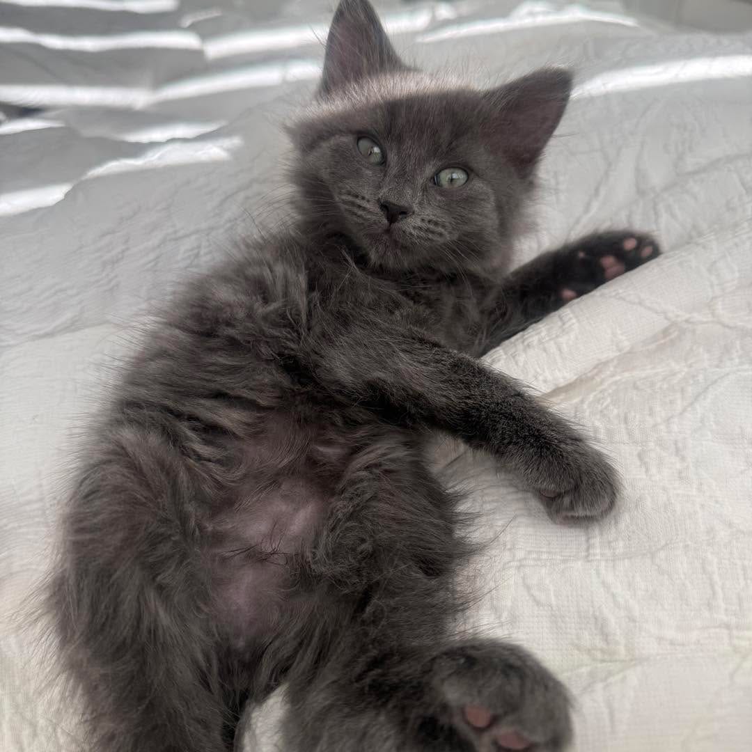 Post 3 by Maggie's Rescue on Instagram (carousel)