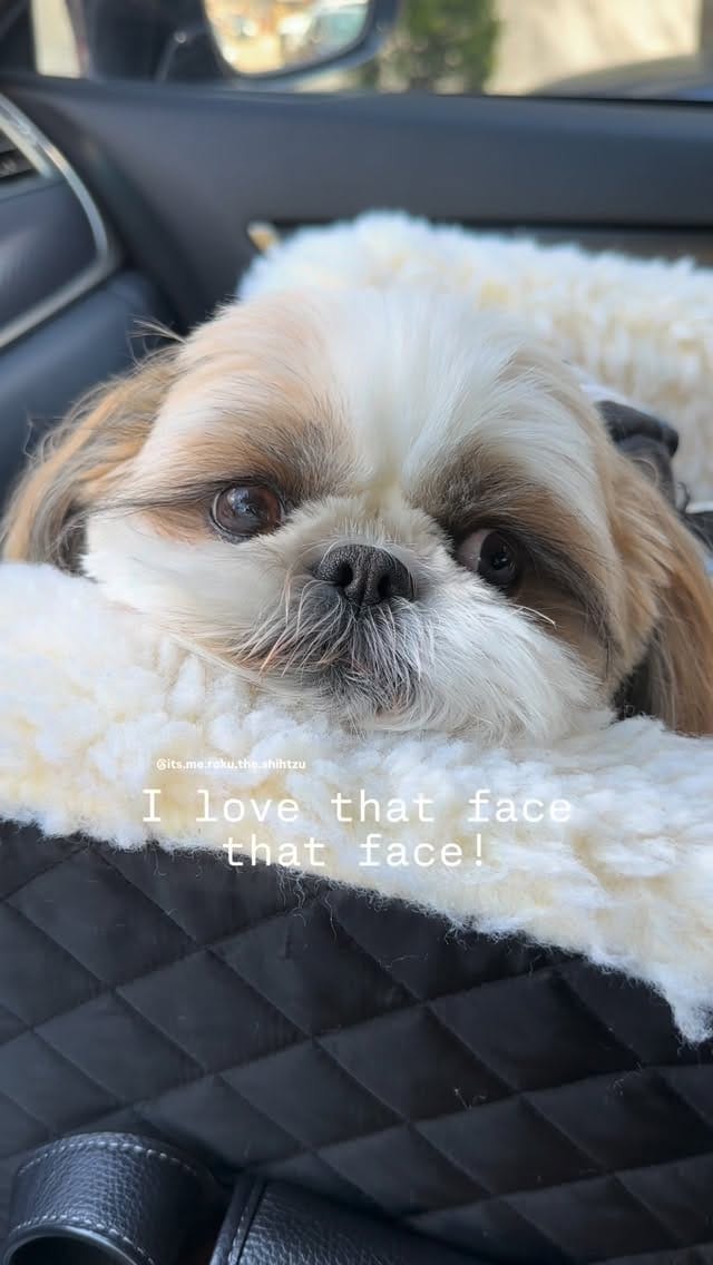Post 1 by Roku the Shih Tzu | Model & Pet Influencer on Instagram (video)