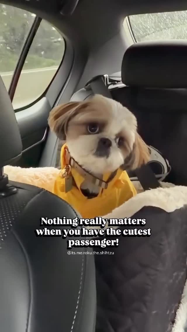 Post 2 by Roku the Shih Tzu | Model & Pet Influencer on Instagram (video)