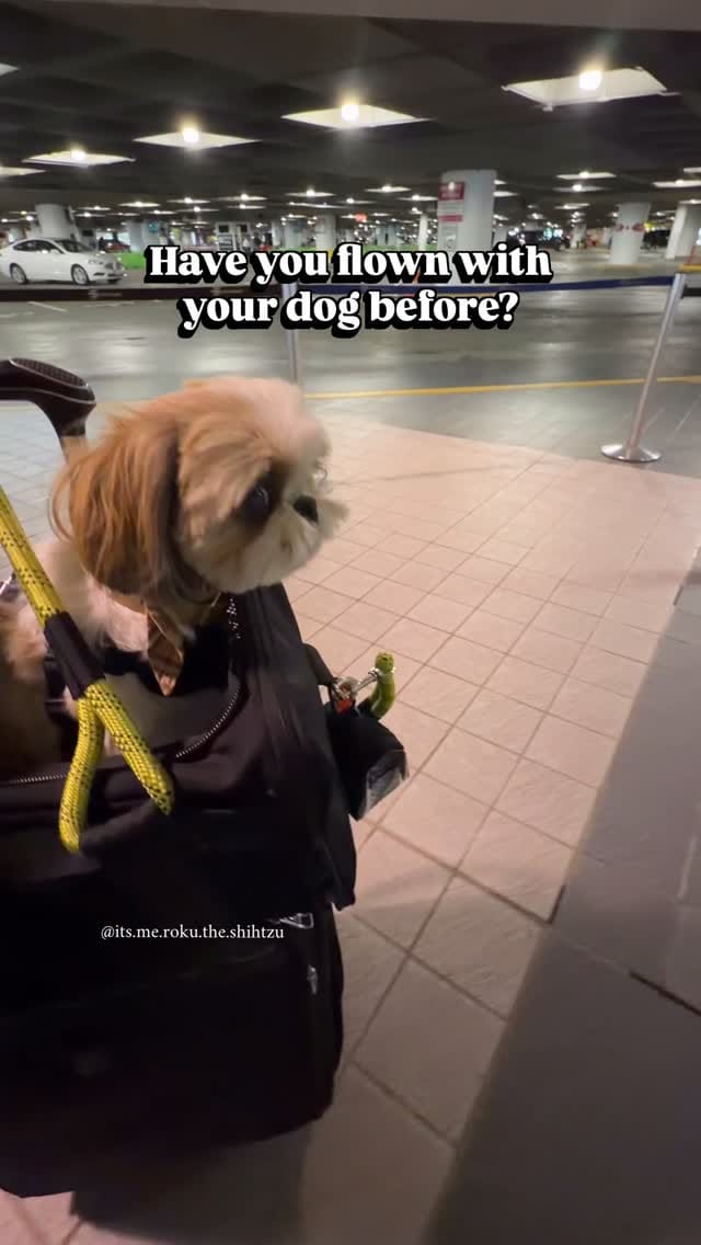 Post 8 by Roku the Shih Tzu | Model & Pet Influencer on Instagram (video)