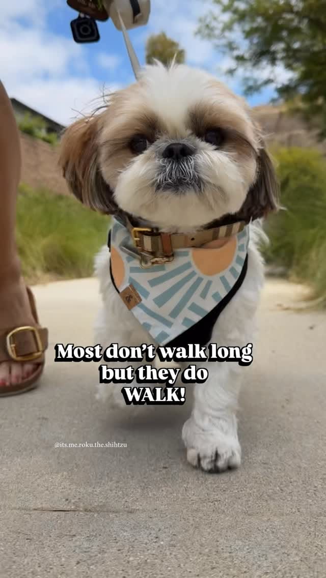 Post 3 by Roku the Shih Tzu | Model & Pet Influencer on Instagram (video)