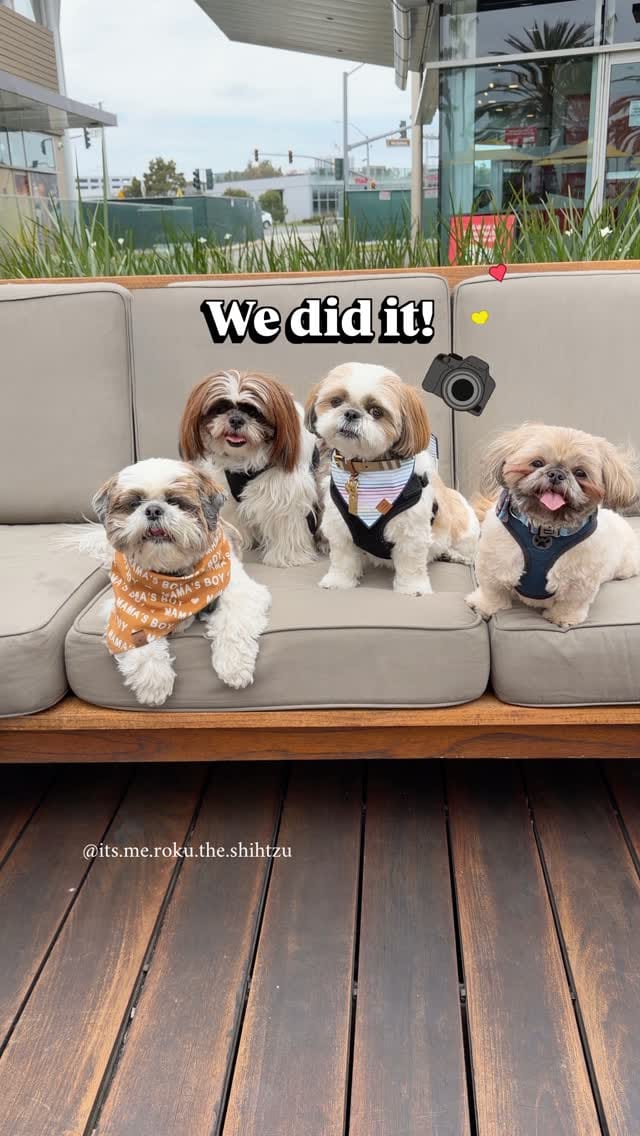 Post 7 by Roku the Shih Tzu | Model & Pet Influencer on Instagram (video)