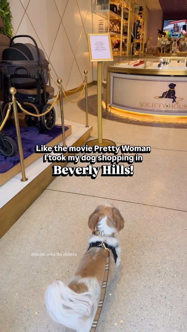 Post 9 by Roku the Shih Tzu | Model & Pet Influencer on Instagram (video)