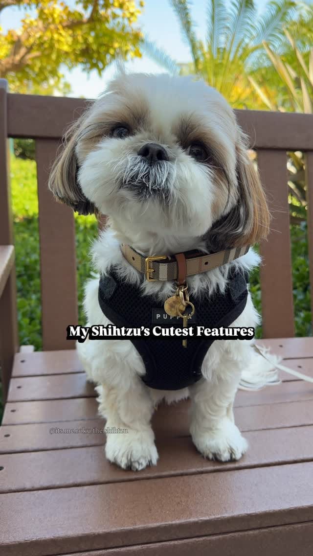 Post 5 by Roku the Shih Tzu | Model & Pet Influencer on Instagram (video)