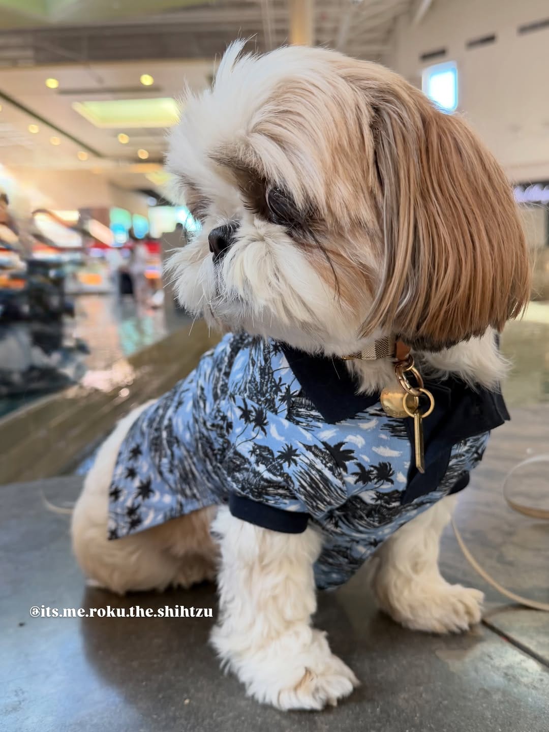 Post 4 by Roku the Shih Tzu | Model & Pet Influencer on Instagram (carousel)