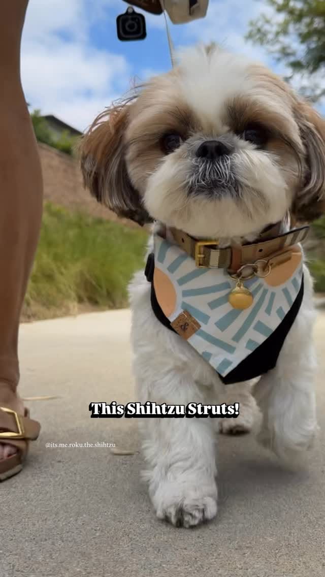 Post 6 by Roku the Shih Tzu | Model & Pet Influencer on Instagram (video)