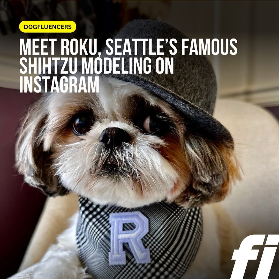 Post 10 by Roku the Shih Tzu | Model & Pet Influencer on Instagram (image)