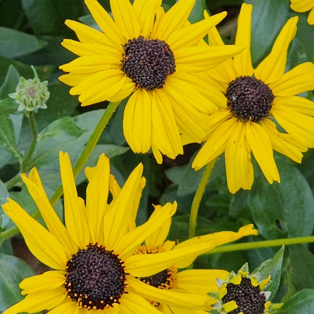 Post 7 by Tree of Life Nursery on Instagram (image)