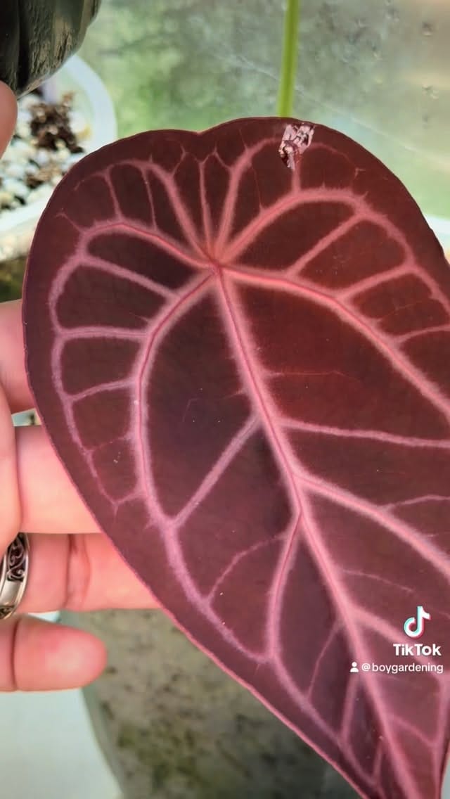 Post 2 by Nice Plants Good Pots on Instagram (video)