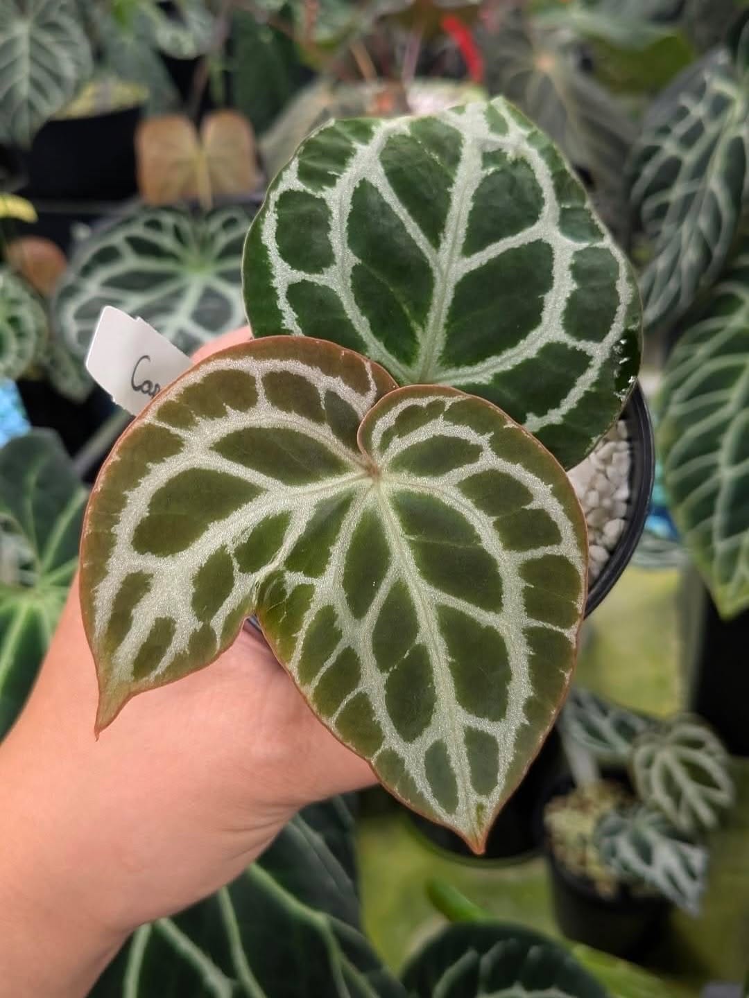 Post 1 by Nice Plants Good Pots on Instagram (carousel)