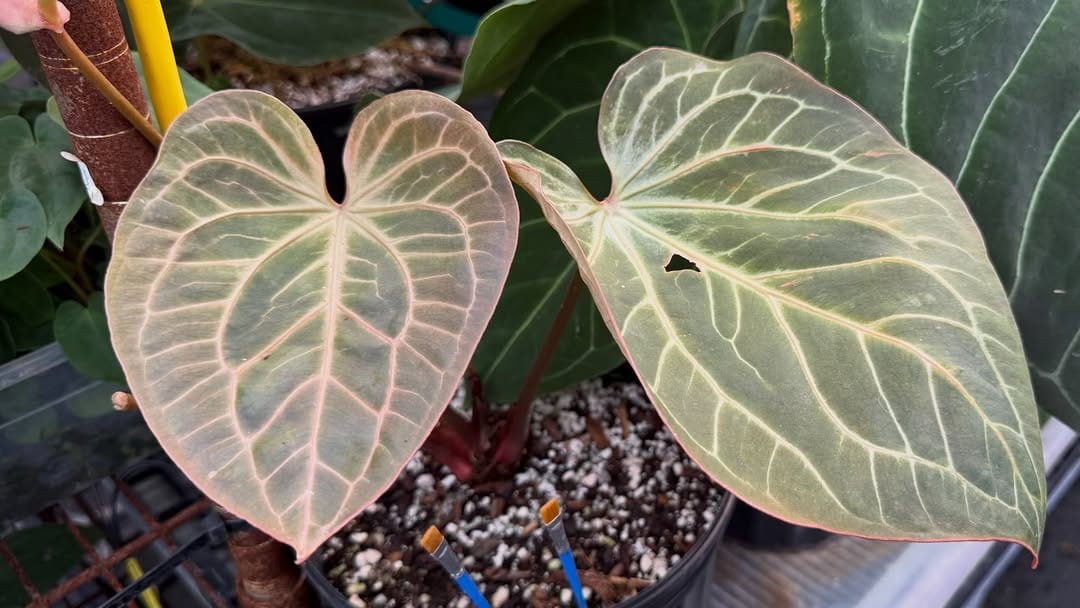 Post 5 by Nice Plants Good Pots on Instagram (carousel)