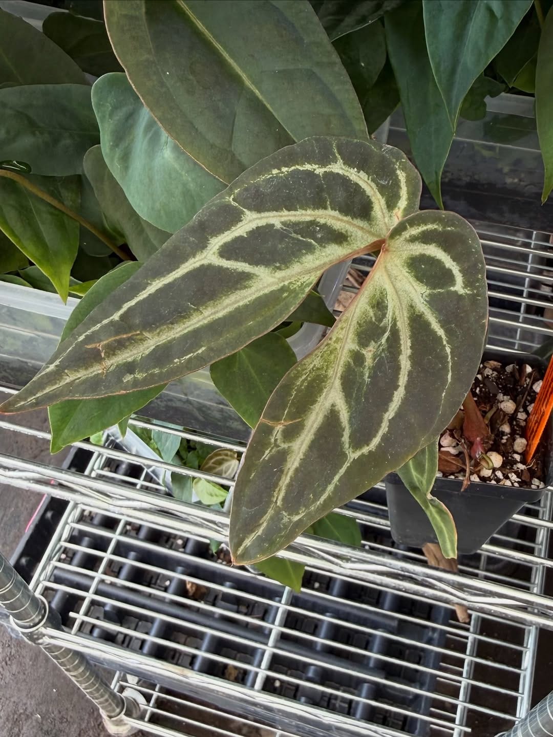 Post 8 by Nice Plants Good Pots on Instagram (carousel)