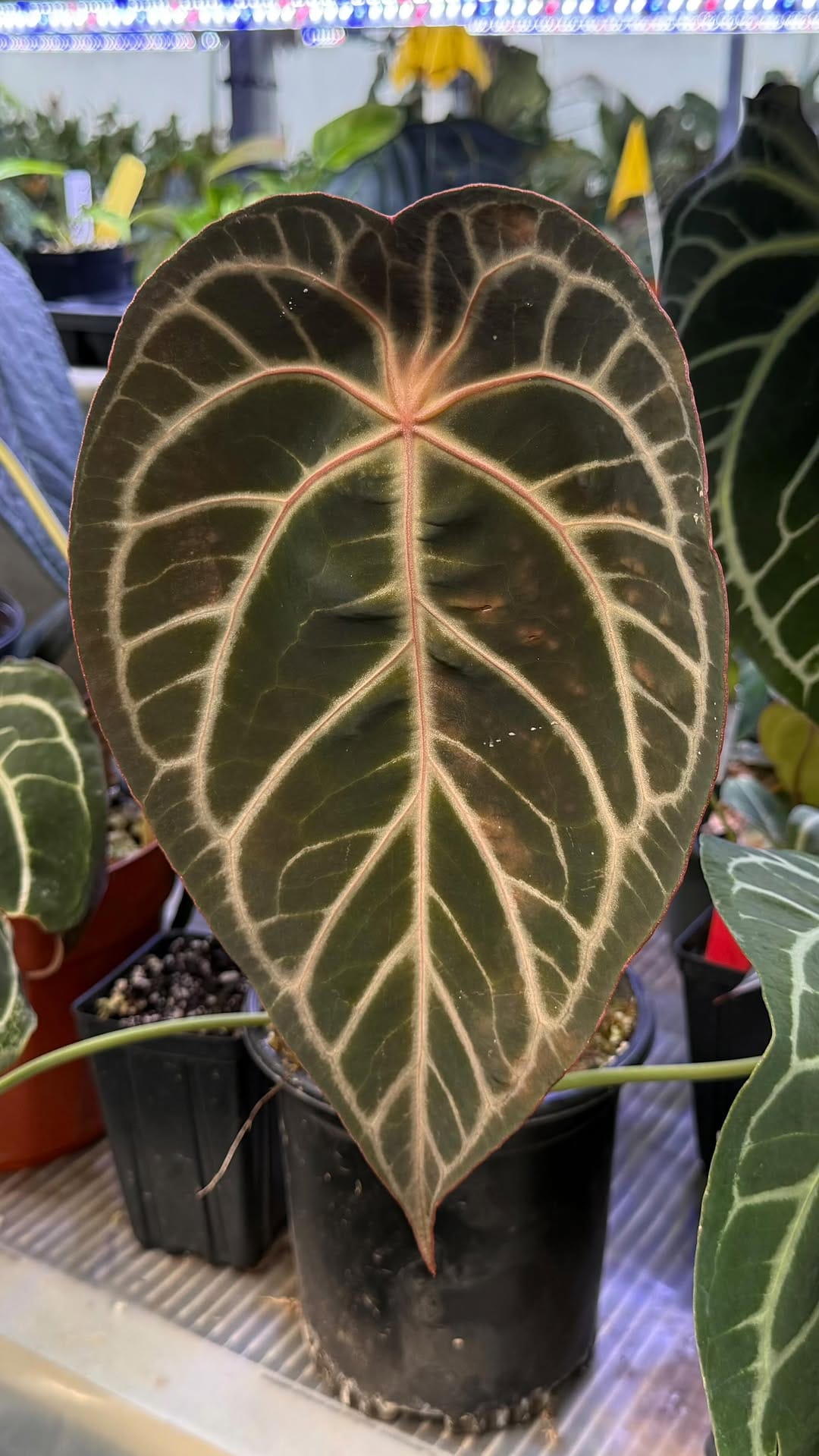 Post 4 by Nice Plants Good Pots on Instagram (video)