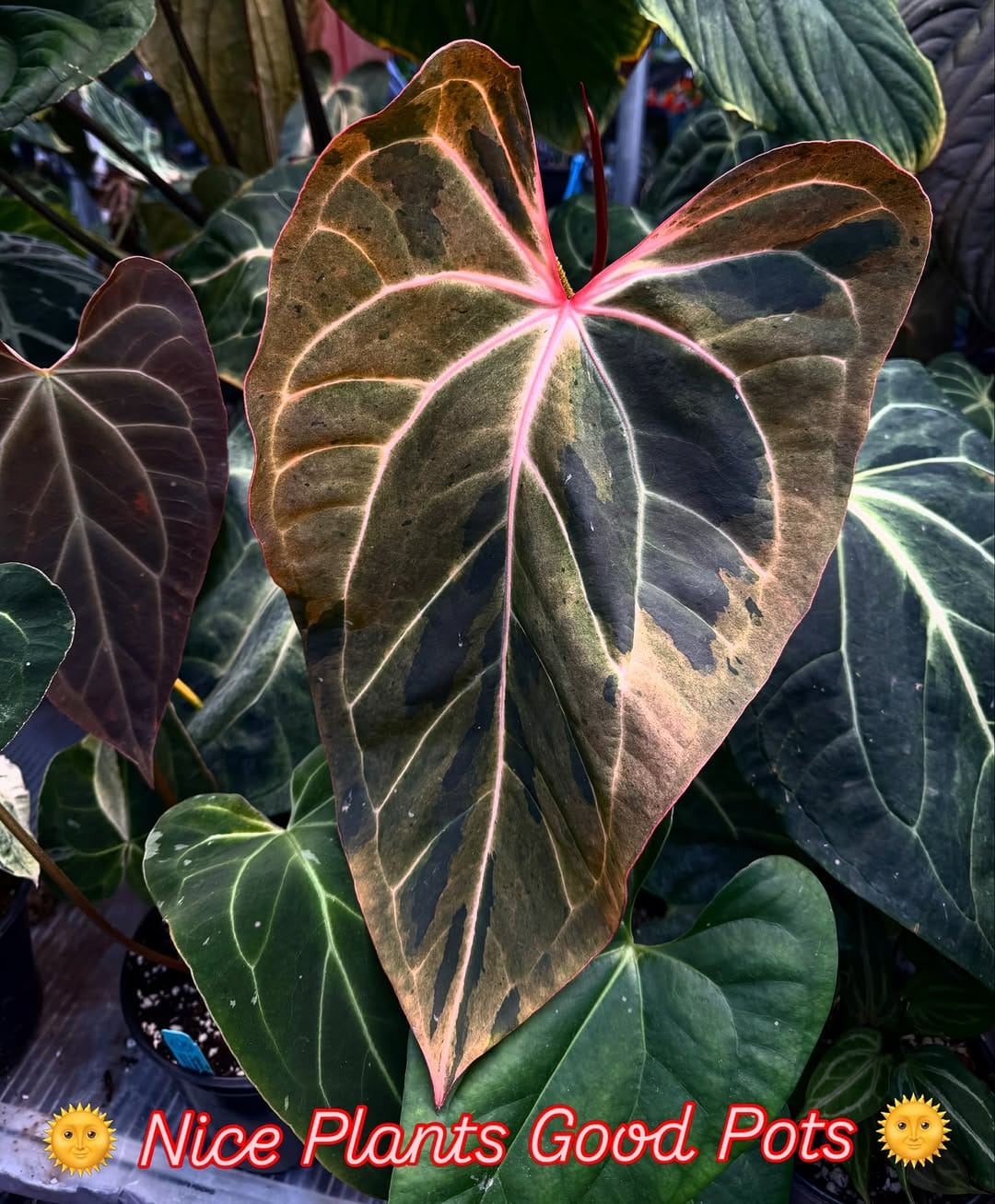 Post 6 by Nice Plants Good Pots on Instagram (carousel)