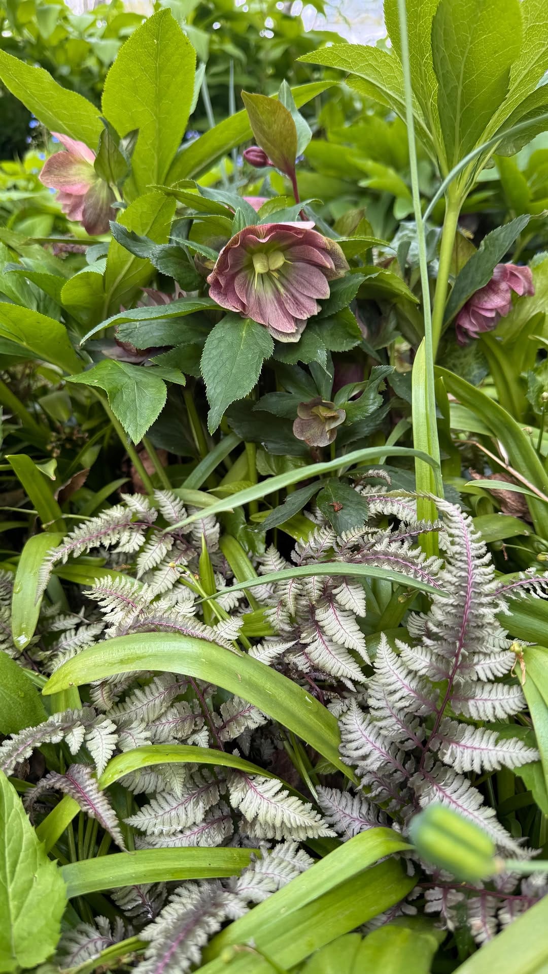 Post 7 by Austin Eischeid Garden Design on Instagram (video)