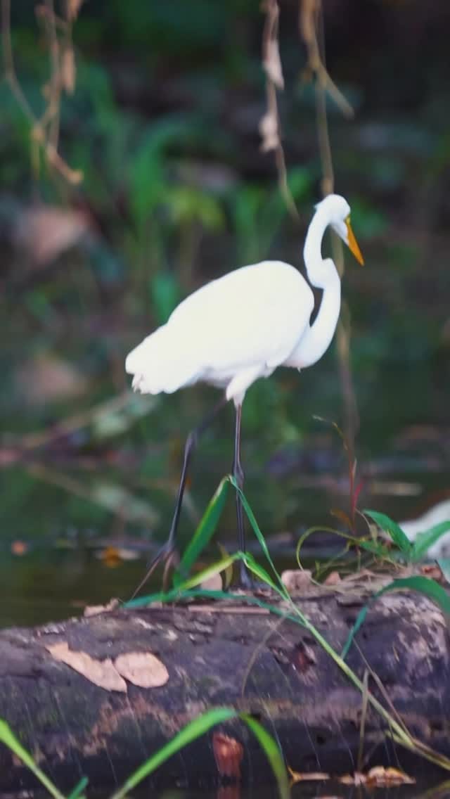 Post 3 by Elkin Jair Limon on Instagram (video)