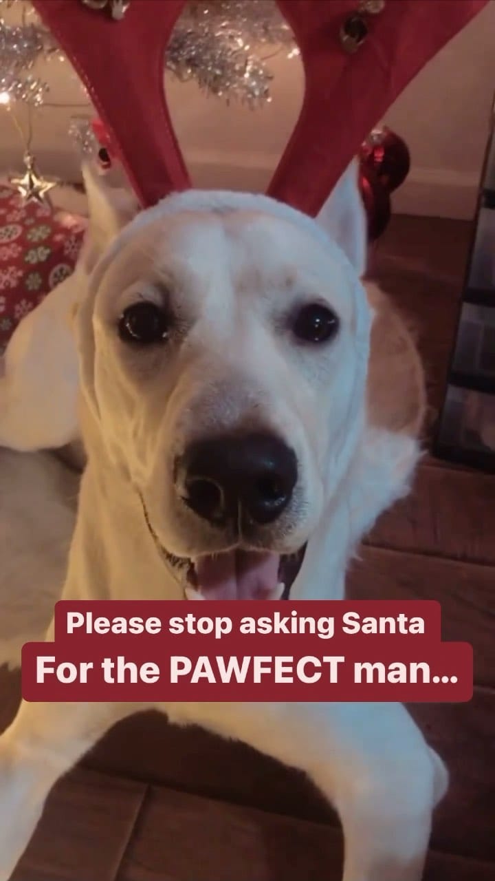 Post 4 by Milo | Pet Influencer on Instagram (video)