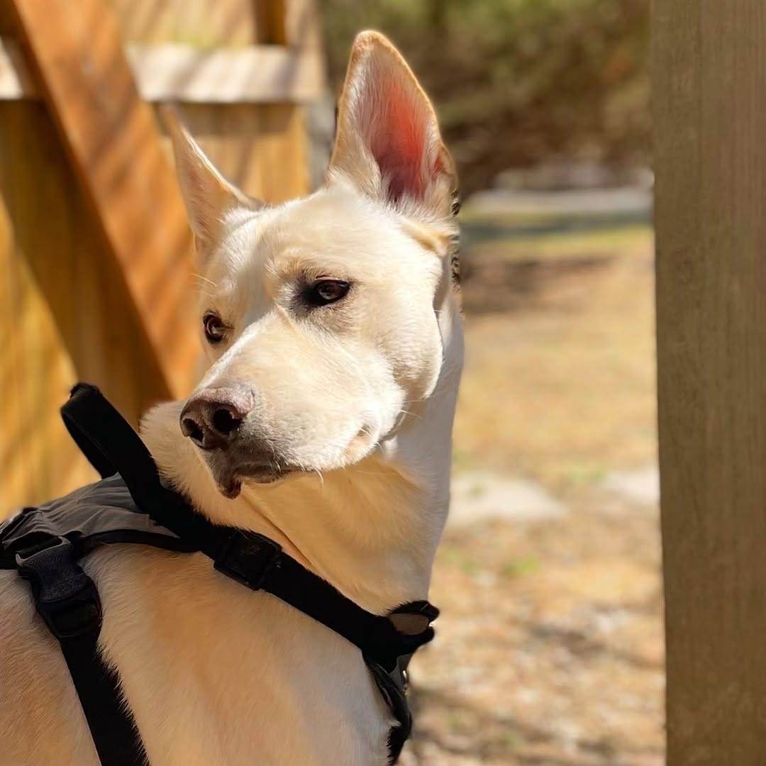 Post 5 by Milo | Pet Influencer on Instagram (image)