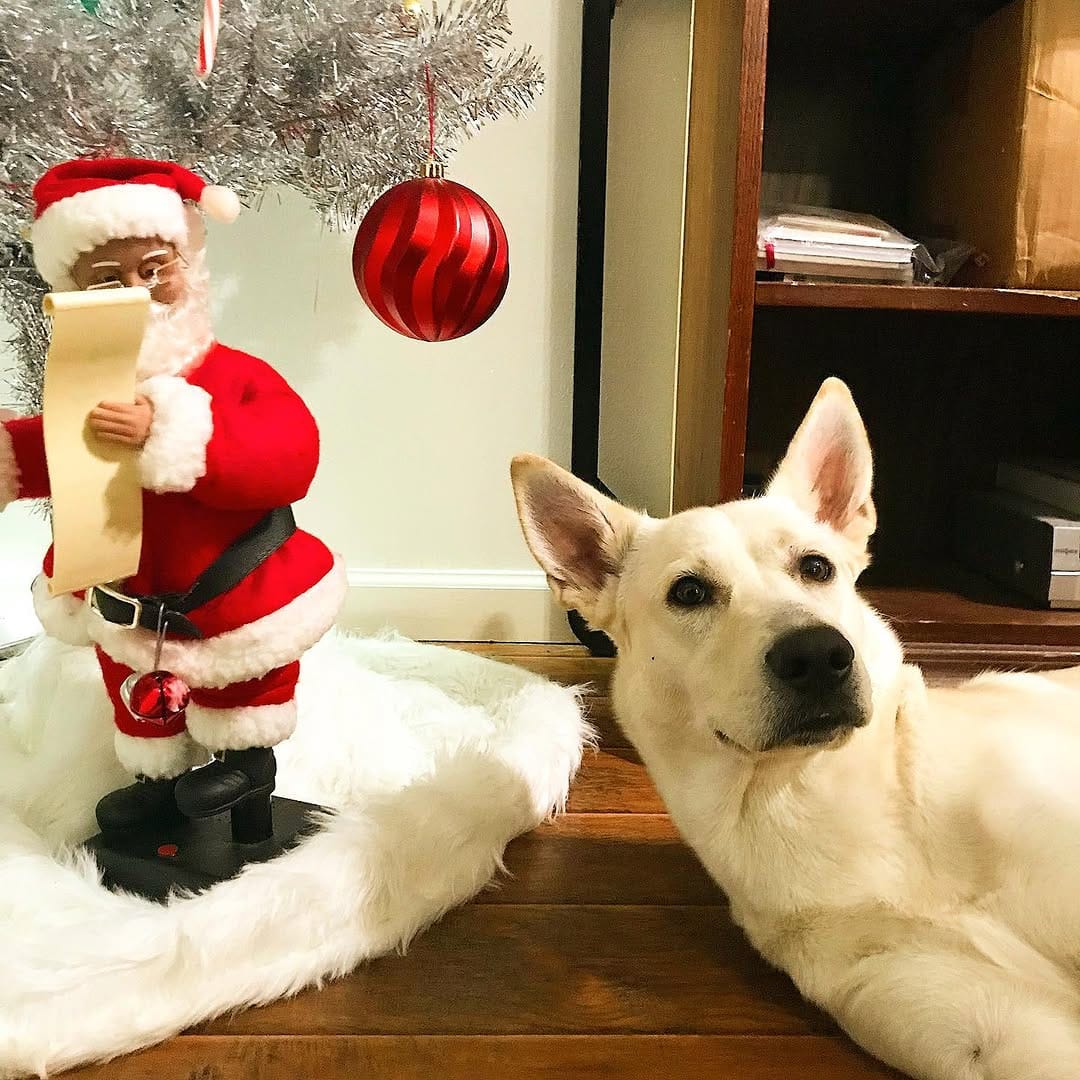 Post 6 by Milo | Pet Influencer on Instagram (image)
