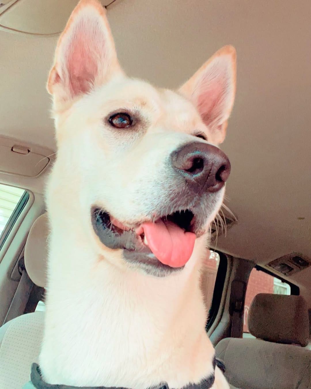 Post 9 by Milo | Pet Influencer on Instagram (image)